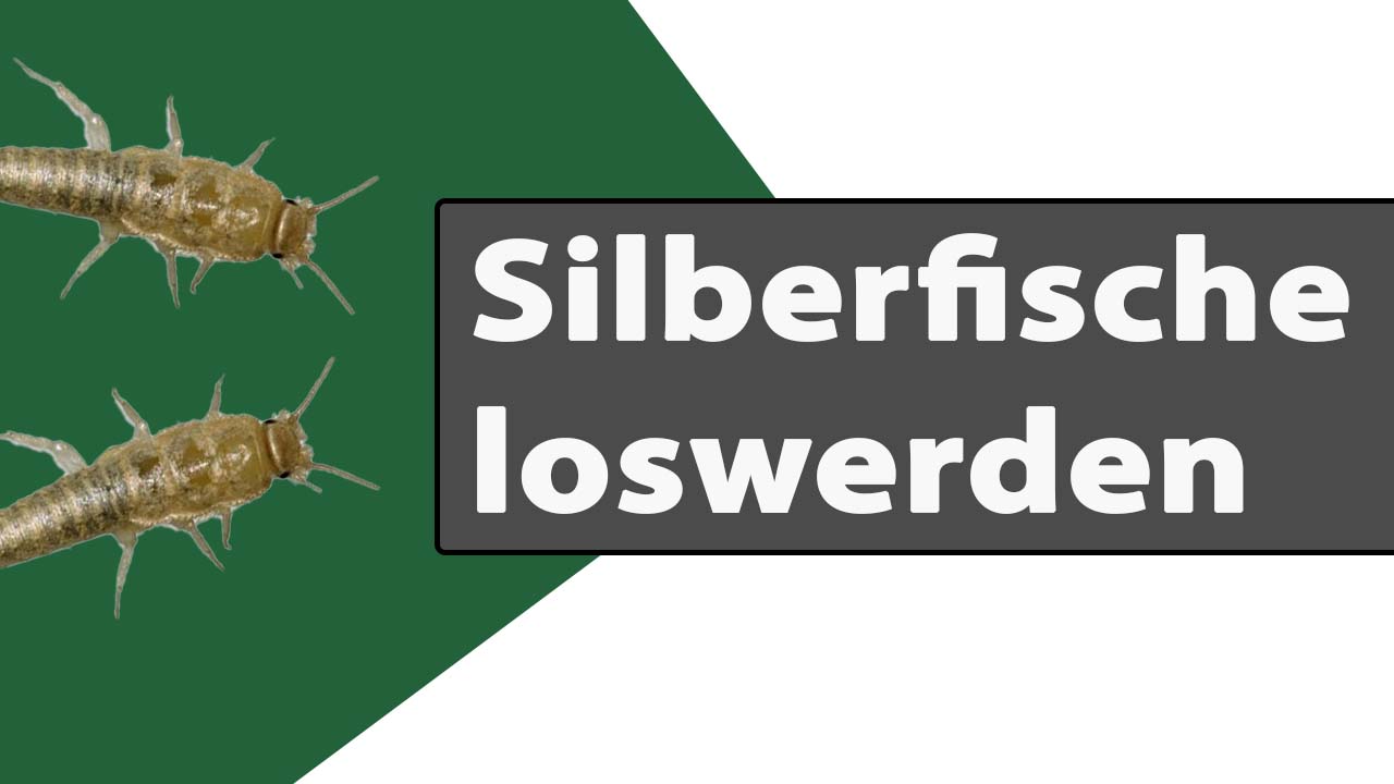 (c) Silberfische-loswerden.com