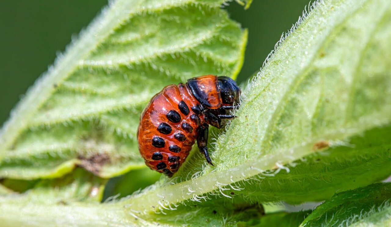 Klebefallen gegen Silberfische – effektive Insektenfallen im Test