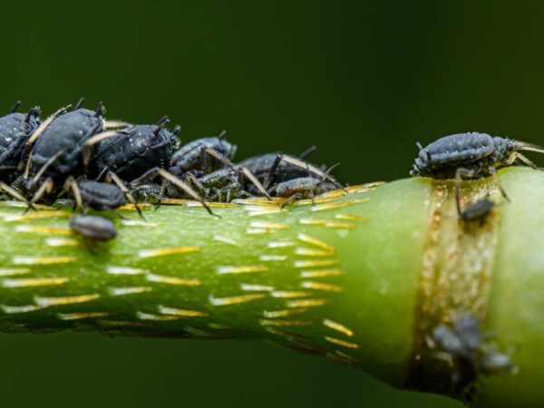 Was sind Silberfische – Biologie und Lebensweise des Insekts